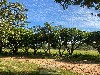 PEDERNEIRAS MOGI-MIRIM