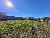 COND. FAZENDA PAINEIRAS MOGI-MIRIM