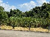 COND. FAZENDA PAINEIRAS MOGI-MIRIM