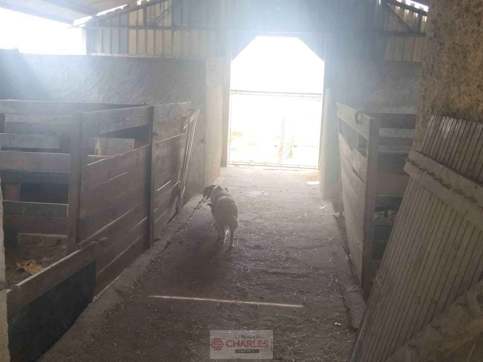 MARTIM FRANCISCO MOGI-MIRIM