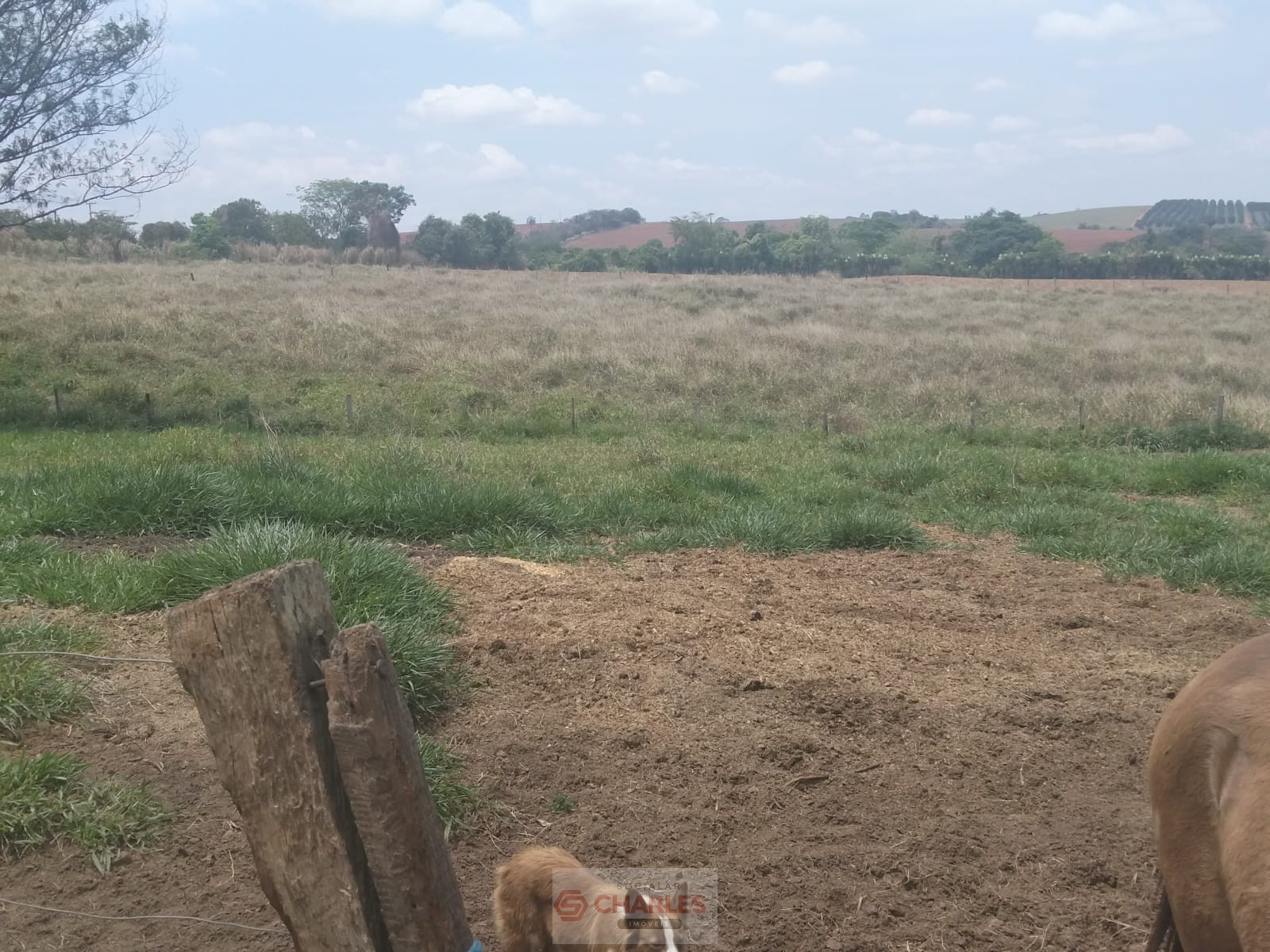 MARTIM FRANCISCO MOGI-MIRIM