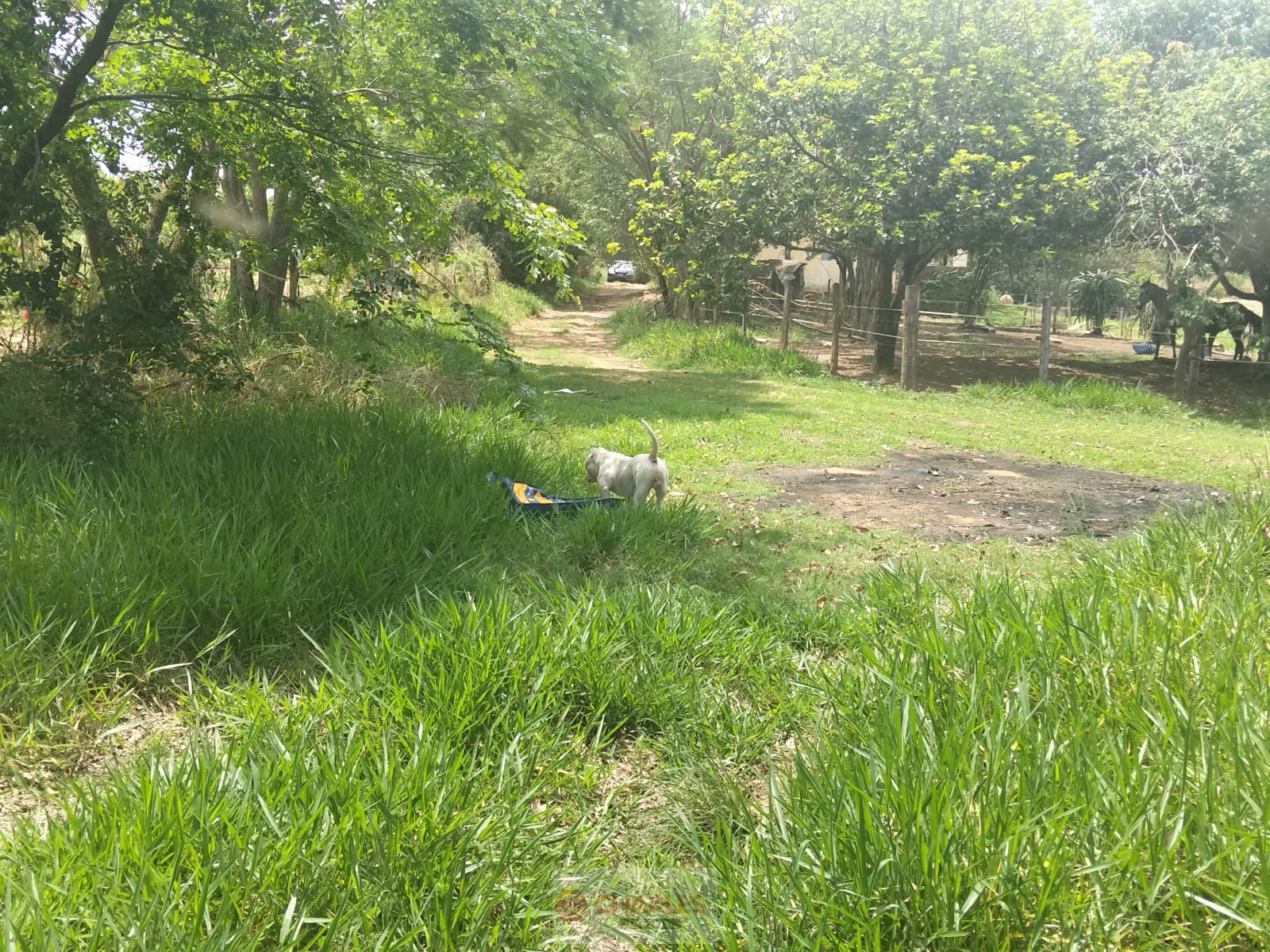 MARTIM FRANCISCO MOGI-MIRIM