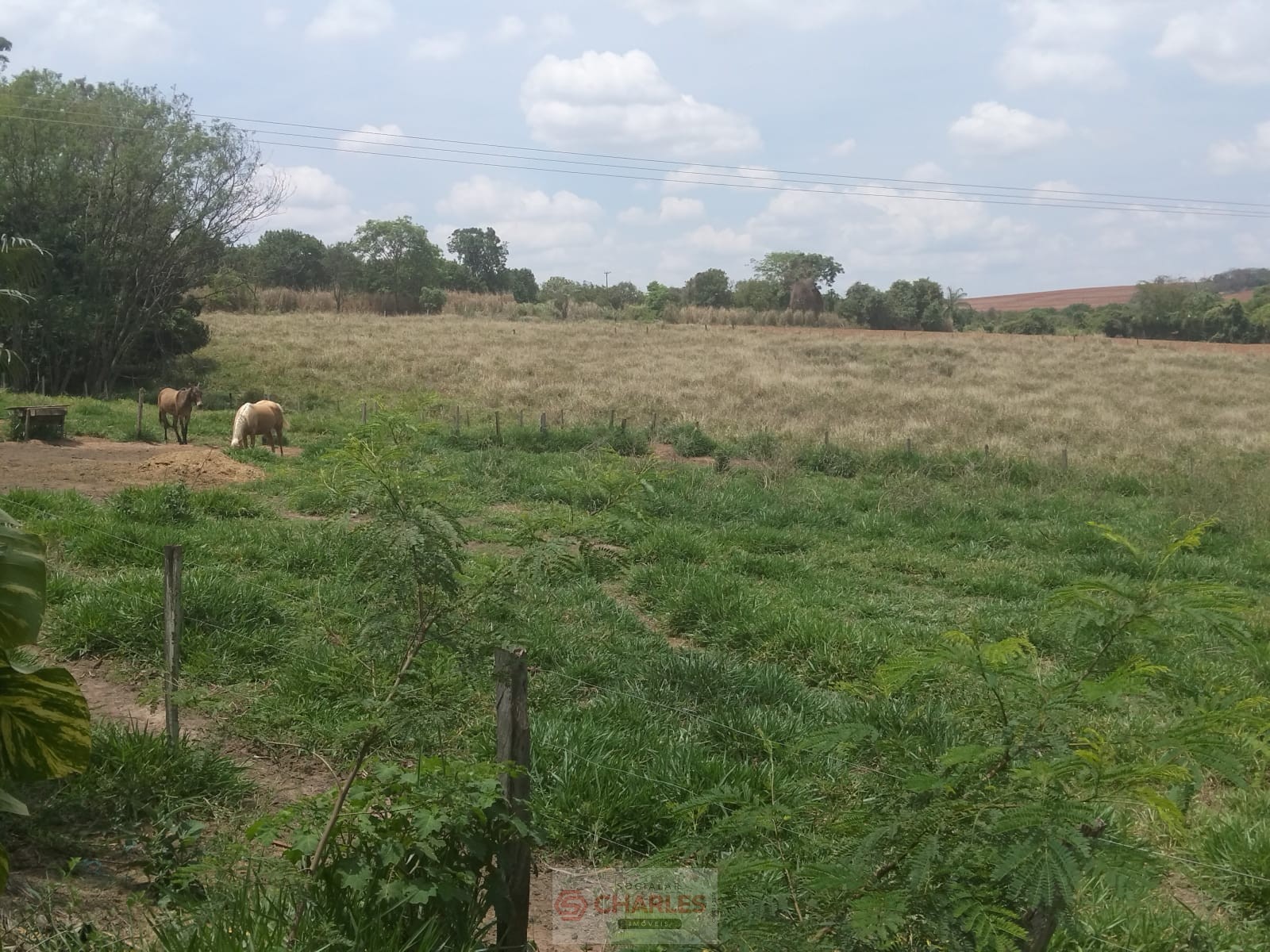 MARTIM FRANCISCO MOGI-MIRIM